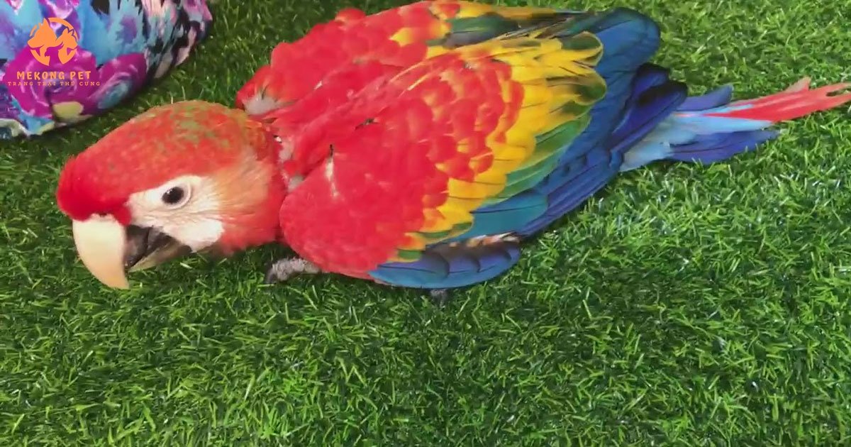 Mua Bán Vẹt Macaw Tại TP.HCM: Cơ Hội Sở Hữu Loài Vẹt Độc Đáo